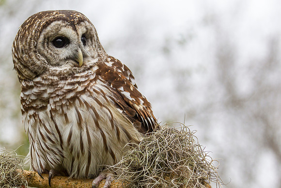 Barred owl KAC8905
