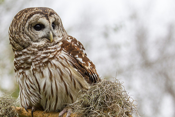 Barred owl KAC8906