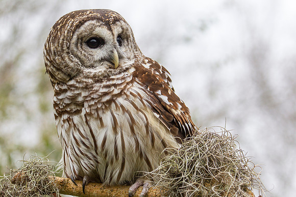 Barred owl KAC8908