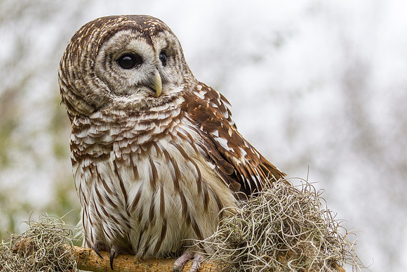 Barred owl KAC8909