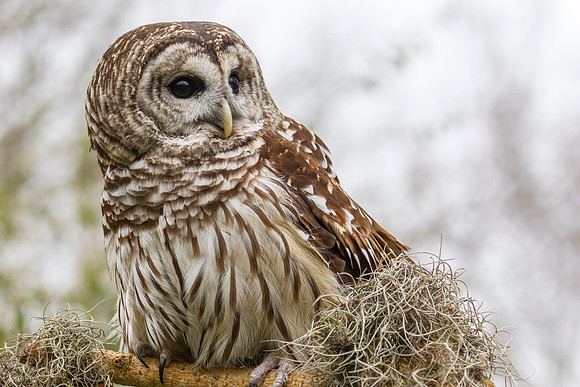Barred owl KAC8910