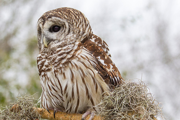 Barred owl KAC8911