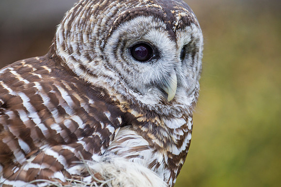 Barred owl KAC8916