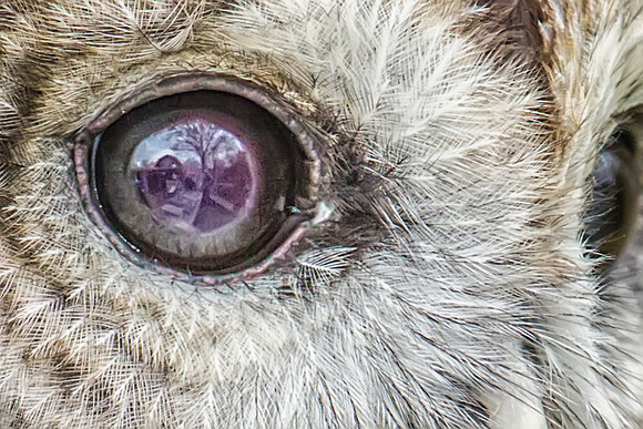 Barred owl KAC8916crop