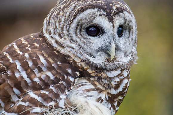 Barred owl KAC8920