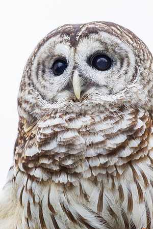 Barred owl KAC8924