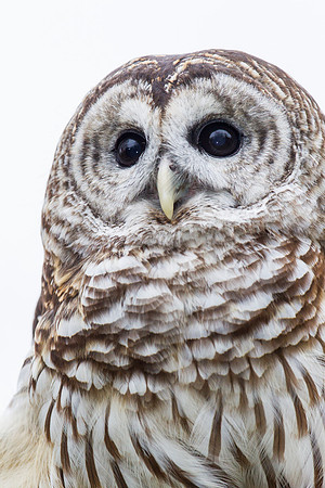 Barred owl KAC8925