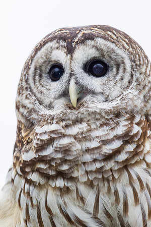 Barred owl KAC8926
