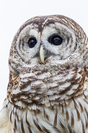 Barred owl KAC8927