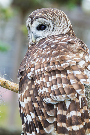Barred owl KAC8933