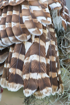 Barred owl KAC8938