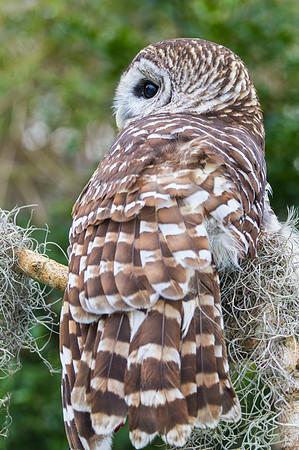 Barred owl KAC8945