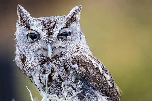 Eastern screech-owl KAC8813