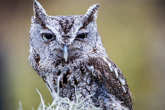 Eastern screech-owl KAC8814