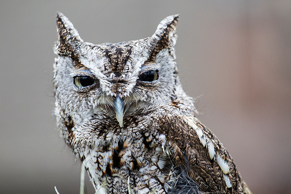 Eastern screech-owl KAC8819