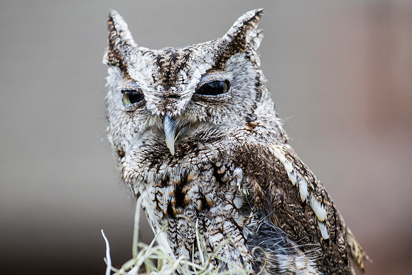 Eastern screech-owl KAC8821