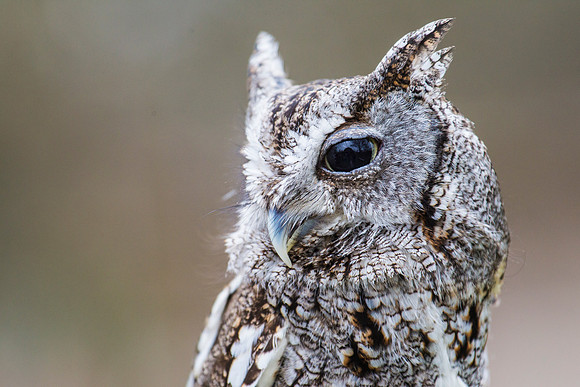 Eastern screech-owl KAC8827