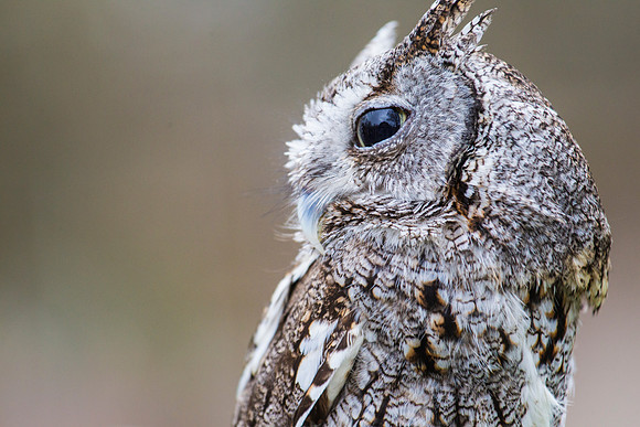 Eastern screech-owl KAC8830