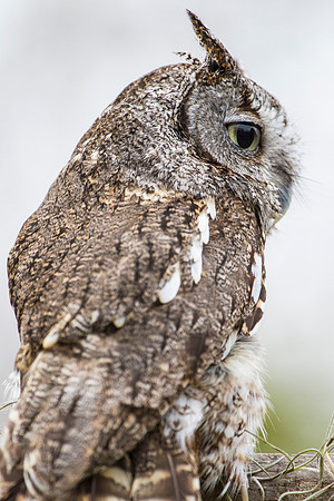 Eastern screech-owl KAC8831