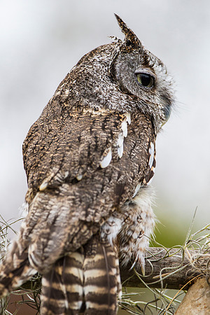 Eastern screech-owl KAC8833