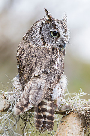 Eastern screech-owl KAC8836