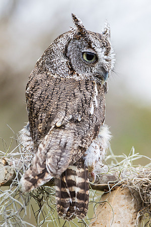 Eastern screech-owl KAC8838