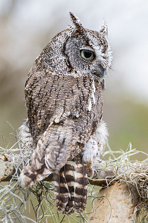 Eastern screech-owl KAC8840