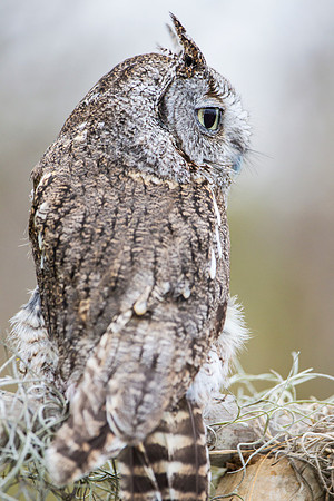 Eastern screech-owl KAC8841