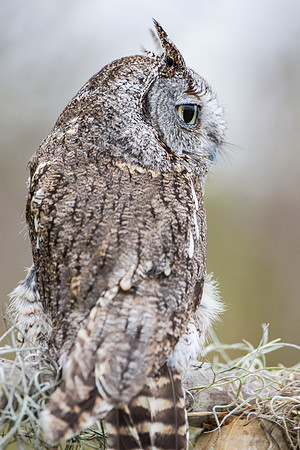 Eastern screech-owl KAC8842