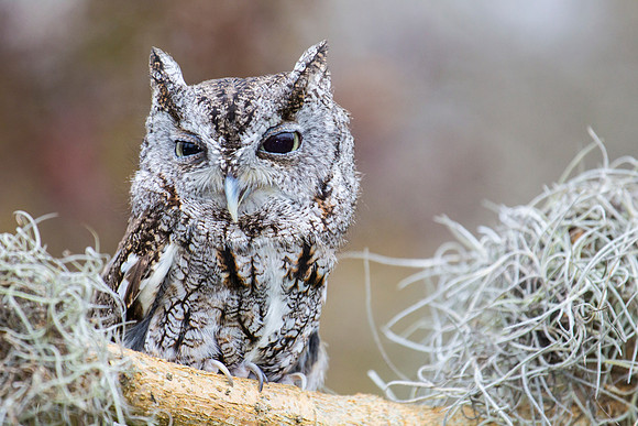 Eastern screech-owl KAC8844