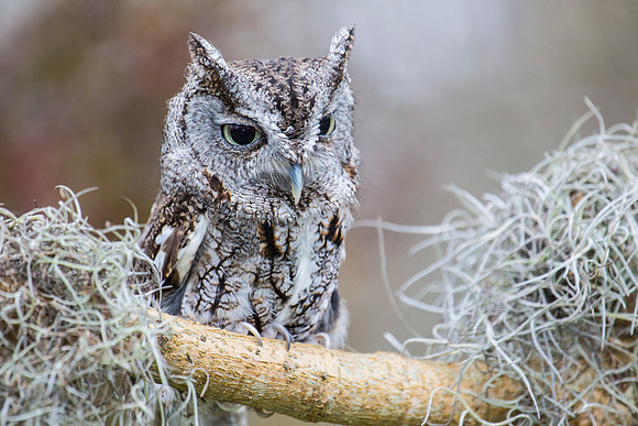 Eastern screech-owl KAC8846