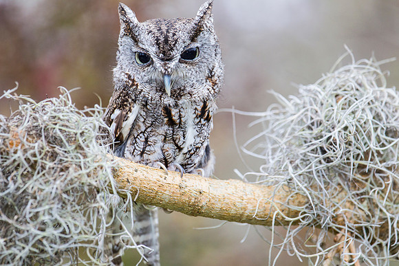 Eastern screech-owl KAC8847