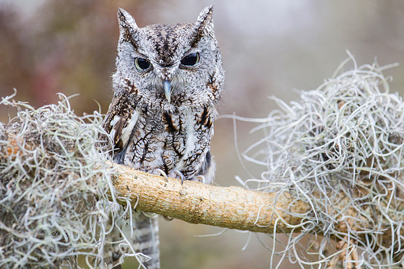 Eastern screech-owl KAC8848