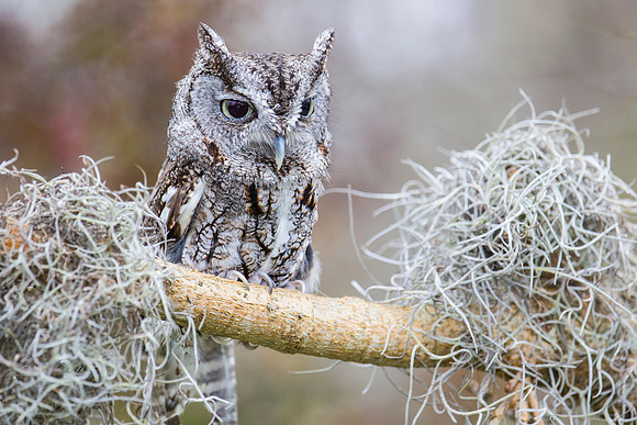 Eastern screech-owl KAC8849