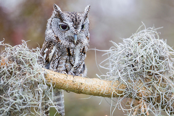 Eastern screech-owl KAC8850