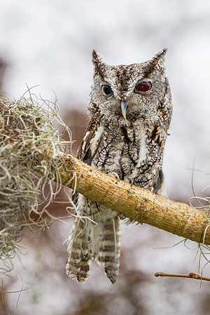 Eastern screech-owl KAC8852