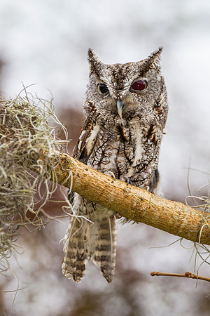 Eastern screech-owl KAC8853
