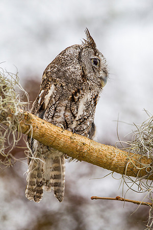 Eastern screech-owl KAC8854