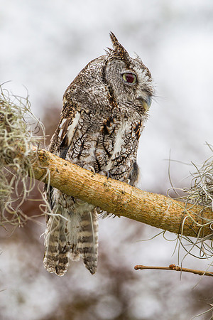Eastern screech-owl KAC8855