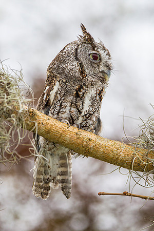 Eastern screech-owl KAC8856