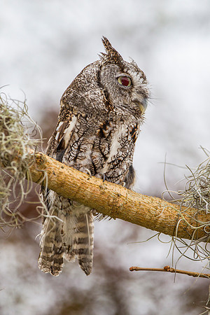 Eastern screech-owl KAC8857