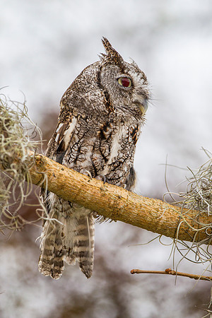 Eastern screech-owl KAC8858