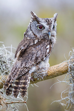 Eastern screech-owl KAC8859