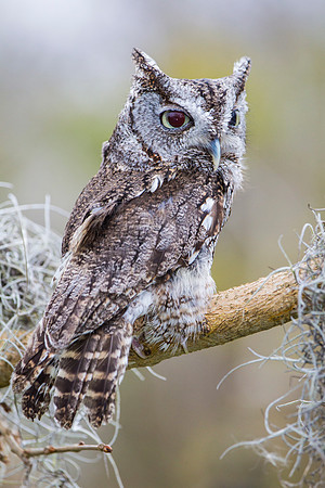 Eastern screech-owl KAC8860
