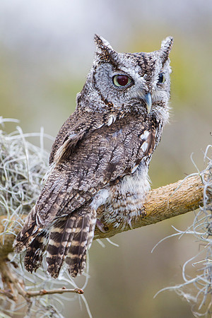 Eastern screech-owl KAC8862