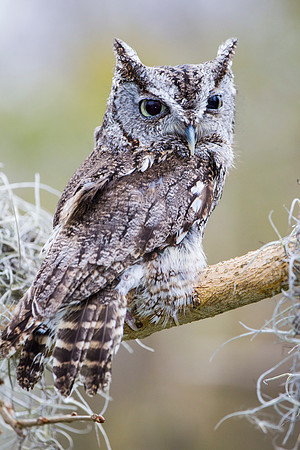 Eastern screech-owl KAC8864