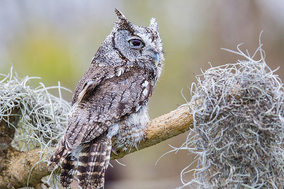 Eastern screech-owl KAC8865