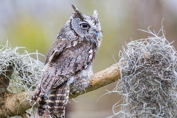 Eastern screech-owl KAC8866
