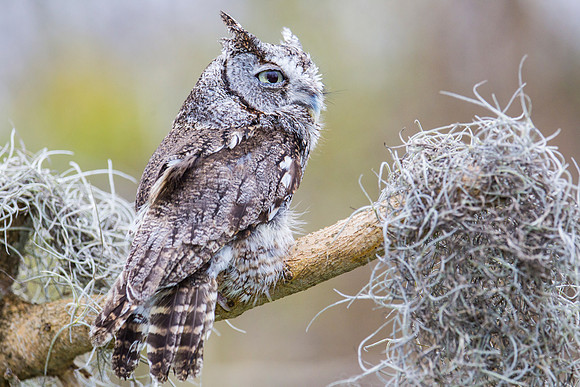 Eastern screech-owl KAC8867
