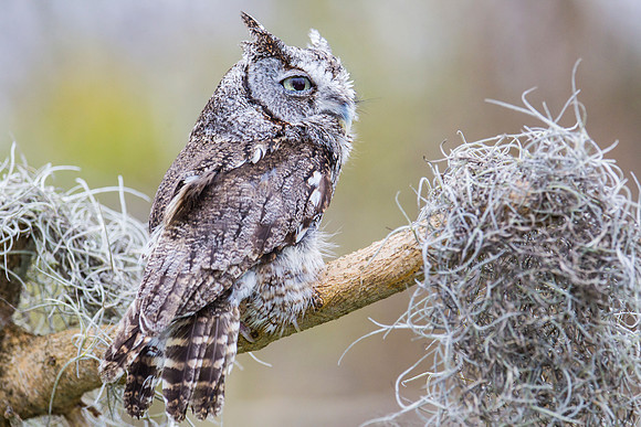 Eastern screech-owl KAC8868